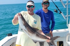 cobia