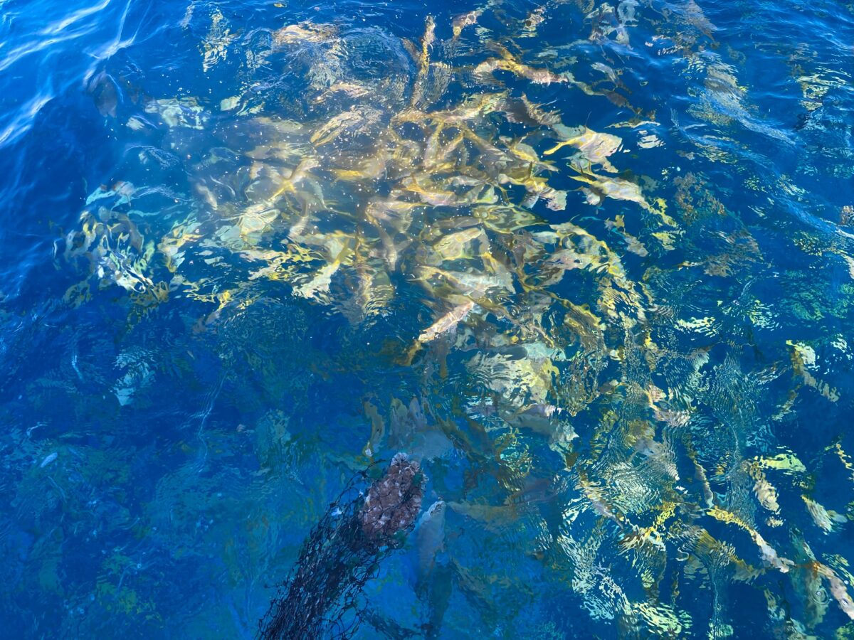 Yellowtail snapper bite was Crazy in April!